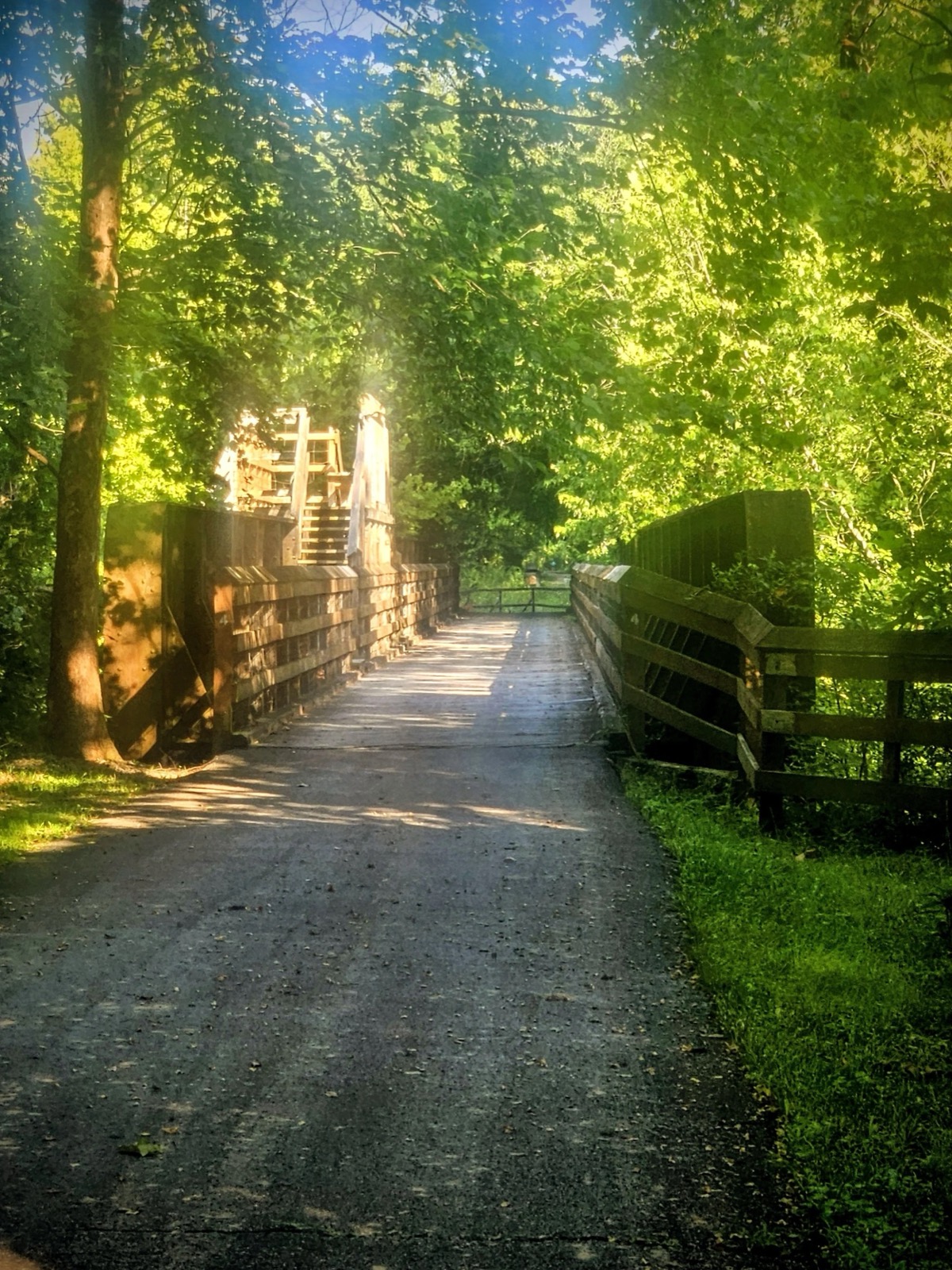 Sunlit wooden trail through a green forest